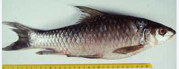 Record photograph for Labeobarbus compiniei